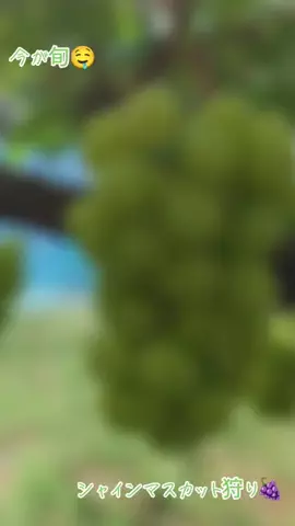 🦋𝑺𝒚𝒖🩵のTikTok投稿