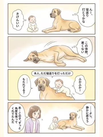 都内のチワワのTikTok投稿