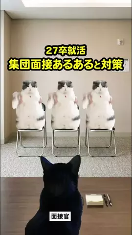 就活猫猫のTikTok投稿