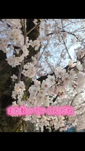 たつみんパパ😽のTikTok投稿