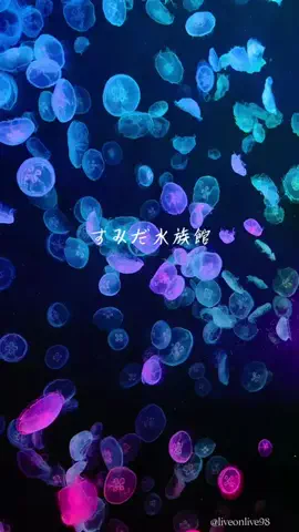＊hitohira＊のTikTok投稿