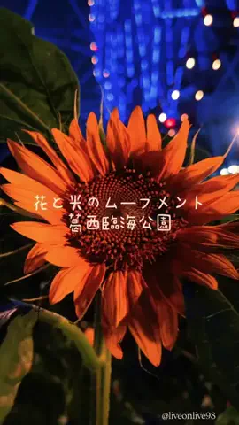＊hitohira＊のTikTok投稿