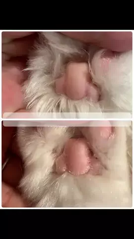 ふわーず🐱のTikTok投稿