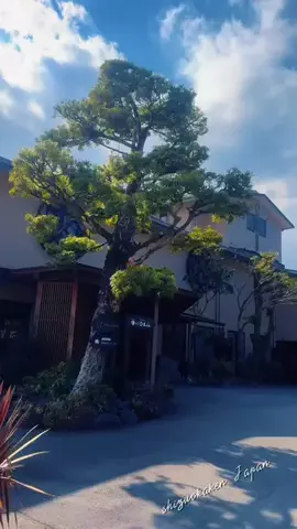 桜燕亭のTikTok投稿