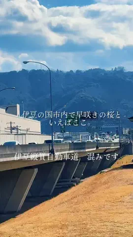 桜燕亭のTikTok投稿