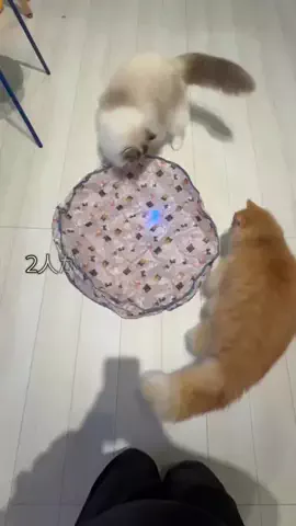 ふわーず🐱のTikTok投稿