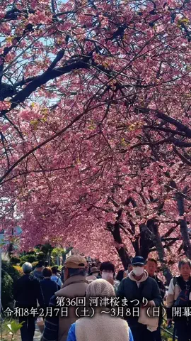 桜燕亭のTikTok投稿
