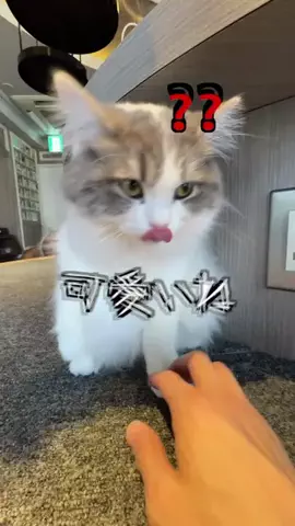 間宮けい。のTikTok投稿