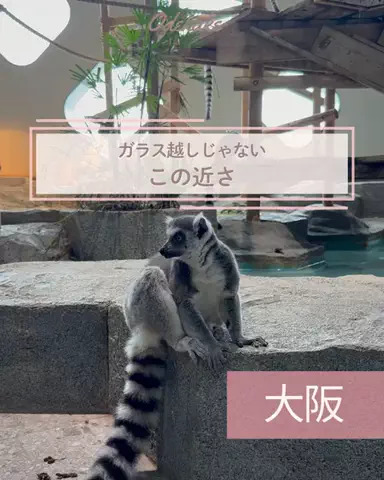 min.mama_trip_odekakeのTikTok投稿