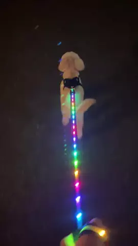 ポメプーのしずえのTikTok投稿