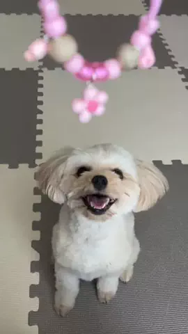 ポメプーのしずえのTikTok投稿