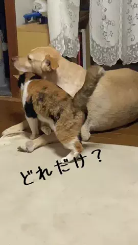 のっぽさん。🦮☀️のTikTok投稿
