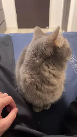 アクアとフランマ🐈🐾💙🧡のTikTok投稿