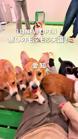 オルカナビ 名古屋グルメ🫍オルナビ🫍のTikTok投稿