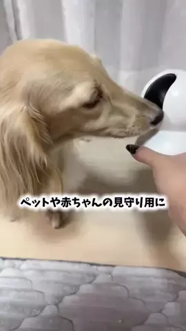 989🐶🐶のTikTok投稿