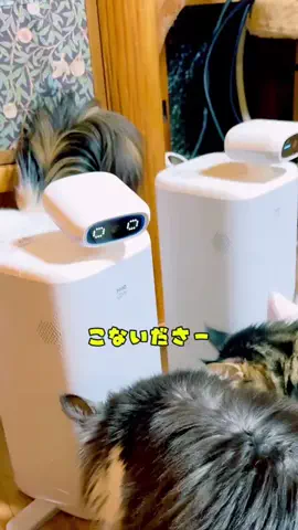 よりパパ【しゃあ猫団】のTikTok投稿