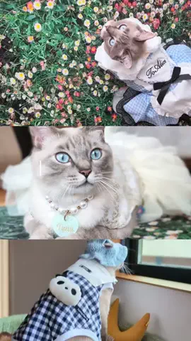 つな🐟tunaのTikTok投稿