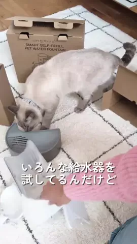つな🐟tunaのTikTok投稿