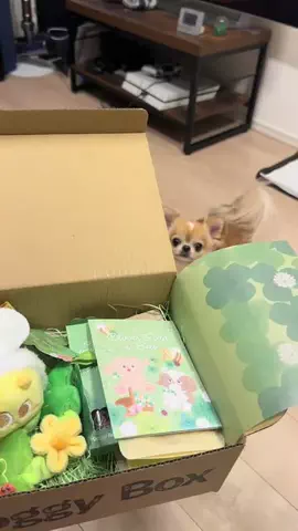 きなこべいびーのTikTok投稿