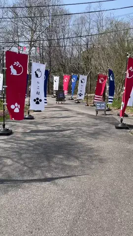 狂犬ポチ公🐕山口県散歩🦮のTikTok投稿