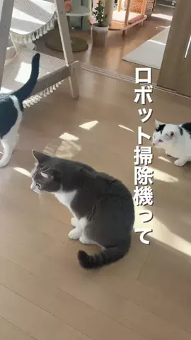 えん | 保護猫を幸せにするアドバイザーのTikTok投稿