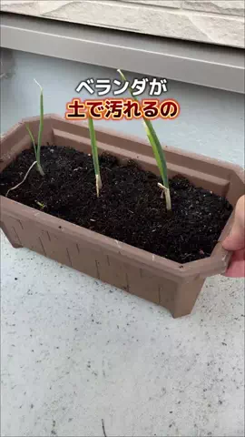 ばう｜お得に野菜を作るマメな夫のTikTok投稿