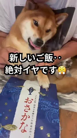 ムギのTikTok投稿