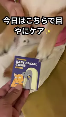 ムギのTikTok投稿