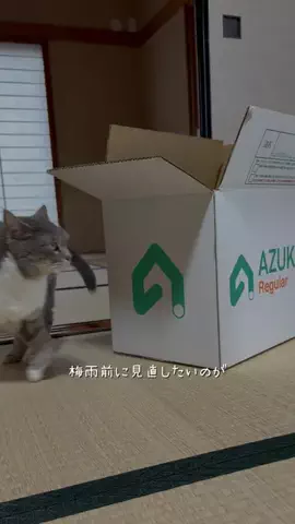 ゆうたの節約メモのTikTok投稿
