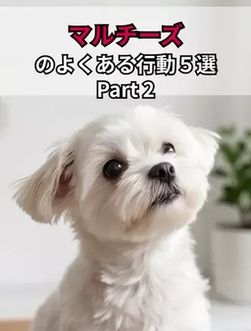 犬あるある劇場のTikTok投稿