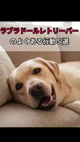 犬あるある劇場のTikTok投稿