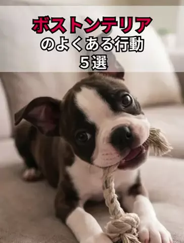 犬あるある劇場のTikTok投稿