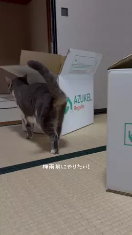 ゆうたの節約メモのTikTok投稿