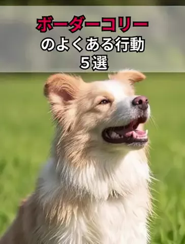 犬あるある劇場のTikTok投稿