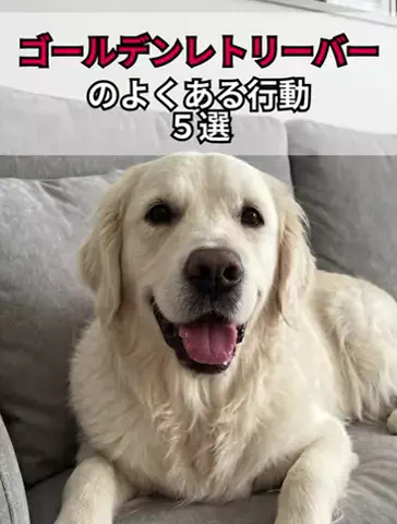 犬あるある劇場のTikTok投稿