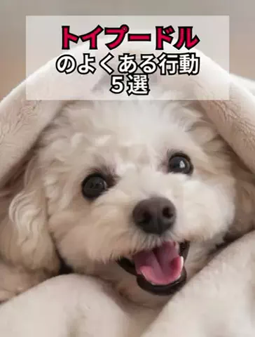 犬あるある劇場のTikTok投稿