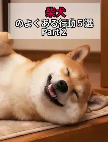 犬あるある劇場のTikTok投稿