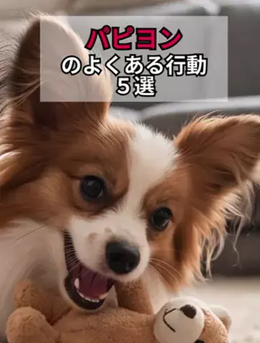 犬あるある劇場のTikTok投稿