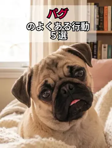 犬あるある劇場のTikTok投稿