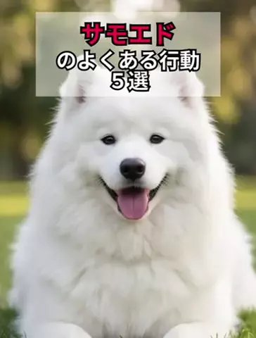 犬あるある劇場のTikTok投稿