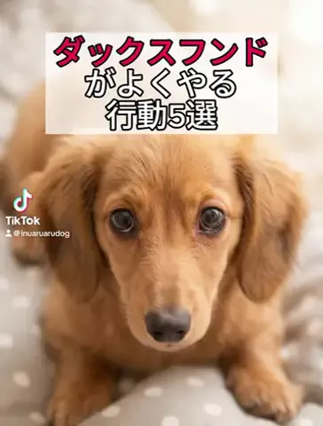 犬あるある劇場のTikTok投稿