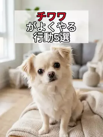 犬あるある劇場のTikTok投稿