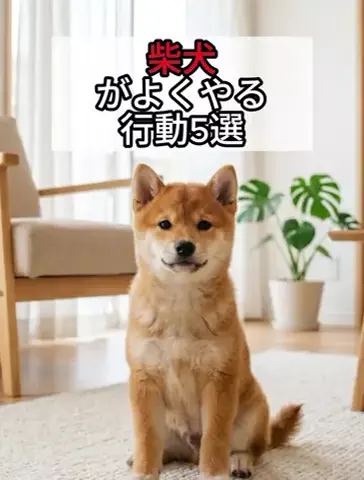 犬あるある劇場のTikTok投稿