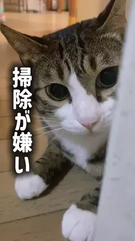ドS猫の球太と三太とポンコツ母ちゃん⚾️😸のTikTok投稿