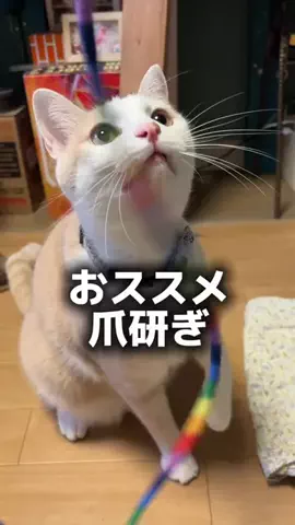 ドS猫の球太と三太とポンコツ母ちゃん⚾️😸のTikTok投稿