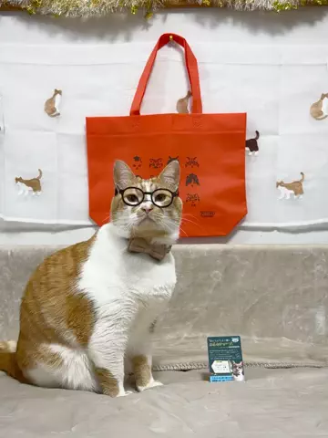 お散歩大好きもんぶらん🐈のTikTok投稿