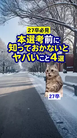 就活猫猫のTikTok投稿