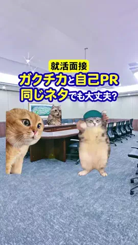 就活猫猫のTikTok投稿