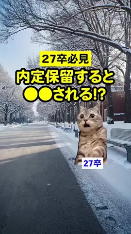就活猫猫のTikTok投稿