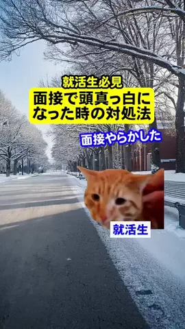 就活猫猫のTikTok投稿